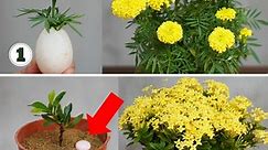 See how to plant these two beautiful yellow flowers