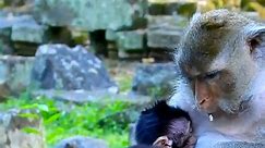 Absolutely adorable tiny babies monkey | Baby Monkeys