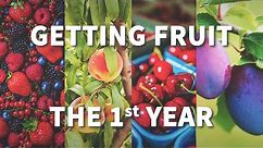 How to Get Fruit the 1st Year - FastGrowingTrees.com