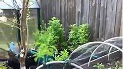 Easy install SHADE FABRIC to keep your plants protected from bugs and harsh sunny days #DIY #gardenhacks #garden #gardening #tips | Plantedinthegarden