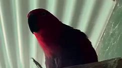 Eclectus parrot breeding progress. #eclectusparrot #eclectus #parrot #parrotsofinstagram #parrots #eclectusofinstagram #parrotlover #birds #birdsofinstagram #bird #parrotlife #eclectusparrots #life #eclectuslove #parrotlovers #parrotofinstagram #ekkie #instaparrot #birb #parrotlove #macaw #parrotlet #eckie #amazonparrot #pets #parrotsofig #featheredfriends #eckiesofinstagram #petsofinstagram #birdstagram | Nihal Birds Canvas