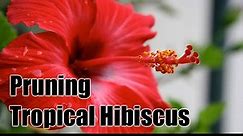 How to Prune Hibiscus for Optimal Growth - HayFarmGuy