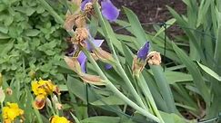 Beautiful Iris Pallida “Variegata Aurea” 💜 #plants #purple #perennials #flowers #flowergarden #reelsviral #reelsvideo #viralvideo #viral #trendingnow #trendingreels | Green De Moore