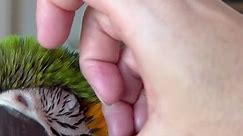 How often does your bird bathe? #macaw #bird #parrot #bath #bathtime | pin feather removal