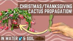 How to Propagate Christmas/Thanksgiving Cactus in Water AND Soil! - Schlumbergera Propagation