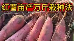 Sweet potato planting level method lying lying planting method not only has a lot of knotting but also evenly planting | Nawazaki