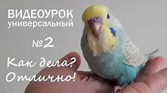 🎧 Учим попугая говорить. Урок 2: "Как дела? Отлично!"