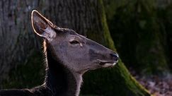 Deer, Wild, Head. Free Stock Video
