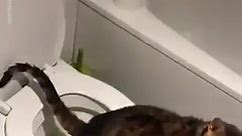 Cat Uses Toilet Like Human