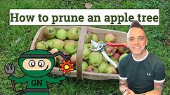 How to prune an apple tree: ultimate beginners guide!