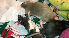 Baby Rats Play Fighting and being Cute!