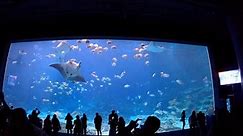Georgia Aquarium - Walkthrough
