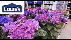 April 2023 Lowes Garden Center Tour!/ Proven Winners Hydrangeas/Tomatoes, Peppers, Herbs!