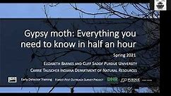 Gypsy Moth: Everything you Need to Know in 30 Minutes