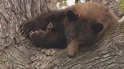 Program called Bear Smart aims to reduce conflicts in Colorado