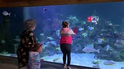 Ruby and Bonnie Diving with Sharks and Learning about Sea Animals #kids #funny #cute #rubyandbonnie