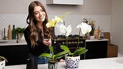 Orchid Care: 10 Easy Tips