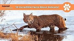 10 Incredible Facts About Bobcats