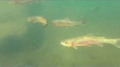 Golden trout in the Wind RIver Mountains