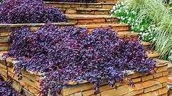 Purple Pixie® Dwarf Weeping Loropetalum  - Southern Living Plants