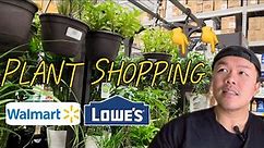 Plant Shopping at Walmart and Lowe’s- What’s New?