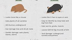 What Is the Difference Between a Mole and a Vole?