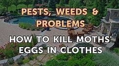 How to Kill Moths' Eggs in Clothes