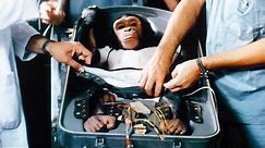 NASA's First Chimp in Space
