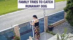 Family tries to catch runaway dog