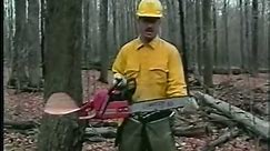 Open Face Notch- How to fell a tree with a chainsaw
