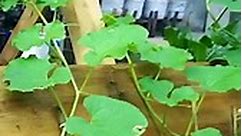 Tips For Growing Melons In Bags And Pallets For Extremely Large And Sweet Fruit