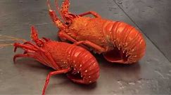 Recfishwest | How to perfectly cook crayfish!