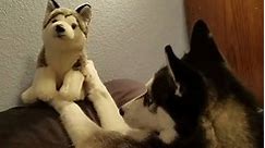 Husky "tries" to play with husky toy