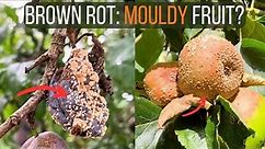 How to Identify and Treat Brown Rot Disease on Apple and Plum Trees (Monilinia)