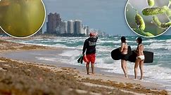 ‘Pathogen storm’ of flesh-eating bacteria invading Florida beaches