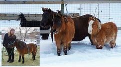 Four Mini Horses Rescued After Being In The Wild