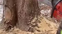 By cutting specific spots in the tree trunk, this guy perfectly controls the direction the tree is going to fall toward. | Interesting Engineering