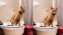'This cat has been trained to use its hoomans' toilet'