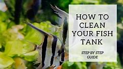 The Complete Guide to Cleaning Your Fish Tank (With New Tips)