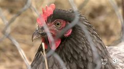 Nebraska farmers take precaution amid bird flu outbreaks