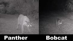 Florida panther and bobcat comparison