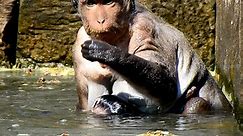 OMG! Baby monkey almost drowned in the water, Mom not care on baby monkey into the water.