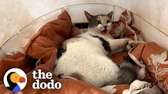 Watch This Stray Cat Who Couldn't Move Defy All The Odds | The Dodo