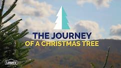 The Journey of a Christmas Tree | Lowe's