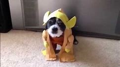 My Dog Wearing a Yoda Halloween Costume