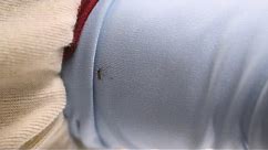 Mosquito Stopper? Permethrin-Treated Shirts Tested | Consumer Reports