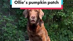 The sequel we’ve all been waiting for 🎃 | good.boy.ollie