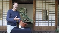 Bonsai basics; how to grow a Bonsai tree