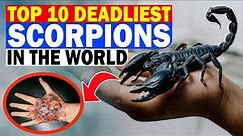 Top 10 Deadliest Scorpions In The World | Scorpions | Dangerous Animal | Top 10 Stunning
