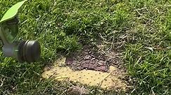 Why you should NEVER cover these up! I’m using the Greenworks Commercial 82v line trimmer here. . . . #lawncare #satisfying #asmrvideo #asmr #garden #advice #diy #greenworkstools #greenworkscommercial